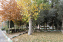 (تصاویر) زیبایی های پاییز در دانشگاه علامه طباطبائی