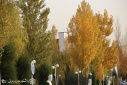 (تصاویر) زیبایی های پاییز در دانشگاه علامه طباطبائی